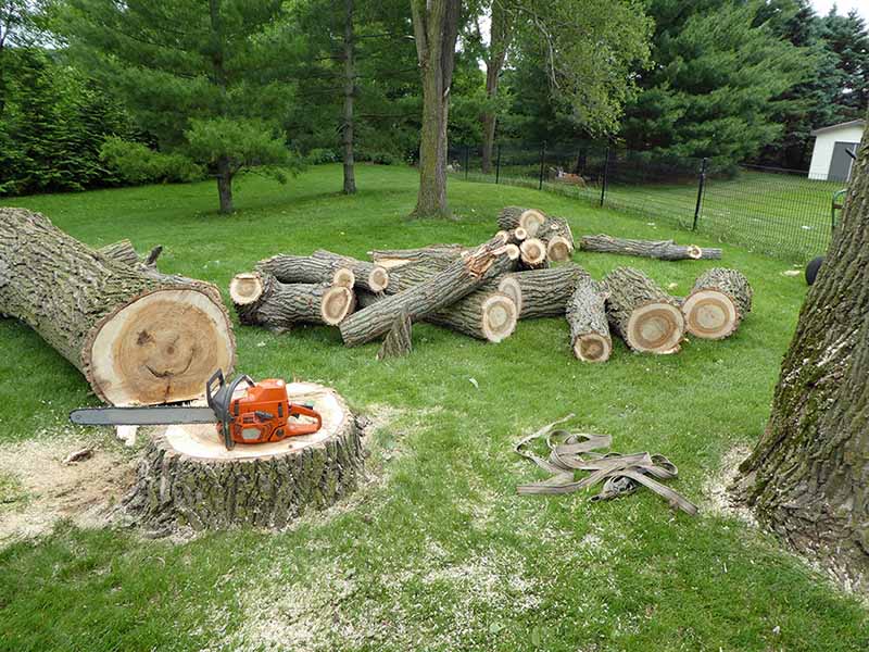 Long Island Tree