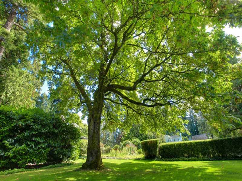 Long Island Tree